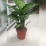 BIG DIEFFENBACHIA MAROBA- HEIGHT 90 CM