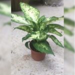 DIEFFENBACHIA- SMALL - 30 CM HT