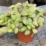 FITTONIA