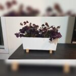 OXALIS 2 NOS IN RECTANGLE METAL POT WITH WOODEN STAND