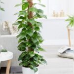 EPIPREMNUM POTTED [ AVAILABLE & MATCHING POT ] 120 CM HEIGHT