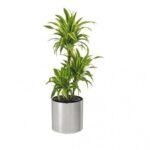 DRACAENA LEMON LIME MULTI STEM IN STEEL POT - 110 CM TOTAL HEIGHT