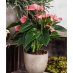ANTHURIUMS PINK POTTED - IN ASSORTED POT - 35-40 CM