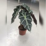 ALOCASIA