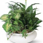 DISH GARDEN - COMBO ARRANGEMENT