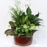 DISH GARDEN - MIXED PLANTS