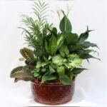 DISH GARDEN - COMBO EUROPEAN