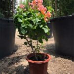 BOUGAINVILLEA