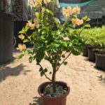 BOUGAINVILLEA