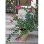 BOUGAINVILLEA IN CLAY POT - 60 CM TOTAL HEIGHT