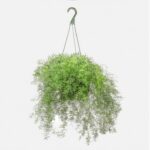 ASPARAGUS PLANT HANGING [ OUTDOOR ]