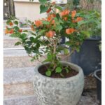 BOUGAINVILLEA ORANGE IN RUSTIC POT.