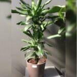 DRACAENA GOLDEN COAST- HEIGHT 100 CM