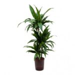 DRACAENA CRAIG 100 CM - MULTI STEM