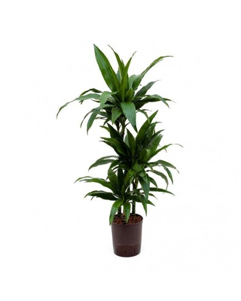 DRACAENA CRAIG 100 CM - MULTI STEM - Botanyca.ae