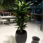 BIG DRACAENA GOLDEN COAST POTTED IN PREMIUM CERAMIC POT- TOTAL HEIGHT 160NCM