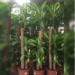 DRACAENA FRAGRANS (FORTUNE PLANT)