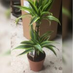 DRACAENA LEMON-LIME - 100 CM HEIGHT