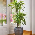DRACAENA LEMON LIME 140- 150 CM HEIGHT