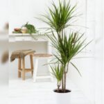 DRACAENA MARGINATA 3 STEM 100 -120 CM HEIGHT