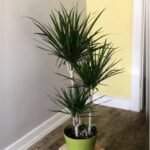 DRACAENA MARGINATA 3 STEM 100CM HT