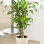 DRACAENA MASSANGEANA - MULTISTEM - POTTED - 125 CM TOTAL HEIGHT