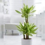 DRACAENA MASSANGEANA POTTED [ IN MATCHING AVAILABLE POT ] - 100 CM TOTAL HEIGHT