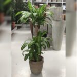 DRACAENA PRE ORDER ONLY