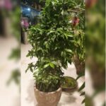 DRACAENA SURCULOSA. 1.1 MTR HEIGHT.