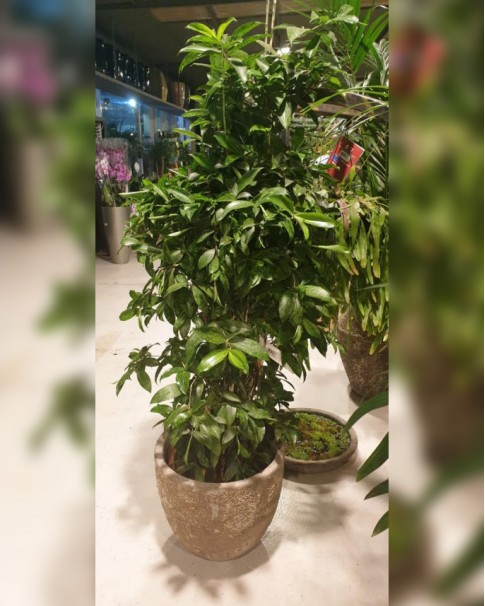 DRACAENA SURCULOSA. 1.1 MTR HEIGHT. - Botanyca.ae