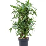 DRACAENA WHITE LINE