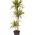 DRACENA LEMON LIME 120 CM HEIGHT