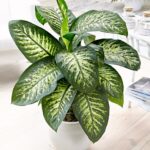 DIEFFENBACHIA SEGUINE IN ASSORTED POT