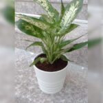 DIEFFENBACHIA IN CERAMIC POT- HEIGHT 40 CM