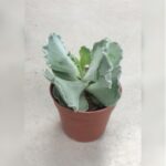 ECHEVERIA