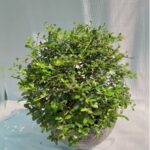 EHRETIA IN POT