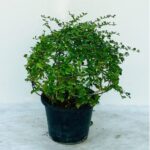 EHRETIA MICROPHYLA BALL 30 CM HT
