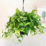 EPIPREMNUM (MONEY PLANT) HANGING