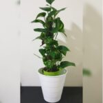 EPIPREMNUM MOSS STICK POTTED