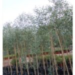 EUCALYPTUS TREE [ LONG LEAF ] 2.5 MTR HT - 3 MTR HEIGHT - 2-3 CM DIA .