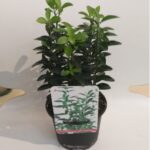 EUONYMUS 30 CM HEIGHT