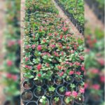 EUPHORBIA 30 CM HEIGHT