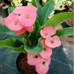EUPHORBIA