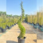 EHRETIA SPIRAL SHAPE