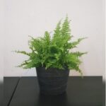 FERN IN CERAMIC POT. 35 CM HEIGHT