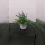 FERN POTTED. 30 CM HEIGHT. ASSORTED POT
