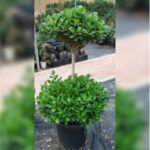 FICUS 2 HEAD TREE
