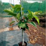 FICUS BENGALENSIS. ( BANYAN TREE)