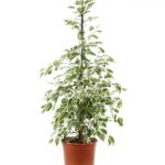 FICUS BENJAMIN'S STAR LIGHT - 120 - 140 CM