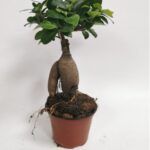 FICUS BONSAI